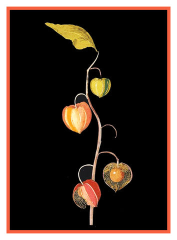 Winter Cherry Chinese Lantern Plant by Mary Delany Counted Cross Stitch Pattern