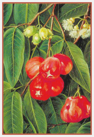 Marianne North's Fruit Flowers Jamboa Java Plant Counted Cross Stitch Pattern