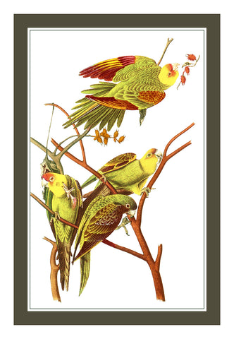 Pair of Parakeet Birds Illustration by John James Audubon Counted Cross Stitch Pattern