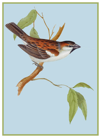 Domestic Swallow by Naturalist John Gould Bird Counted Cross Stitch Pattern