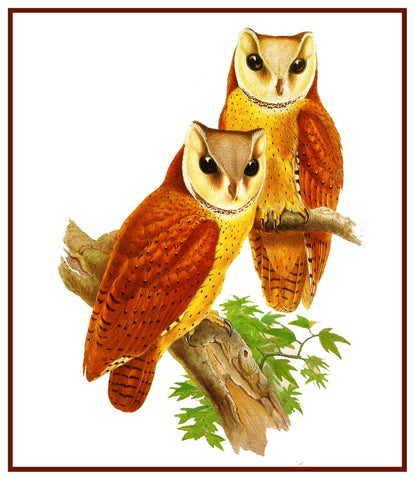 Bay Owls by Naturalist John Gould Illustration Birds Counted Cross Stitch Pattern