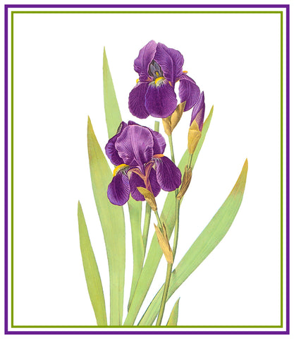 Bearded Iris Flower Inspired by Pierre-Joseph Redoute Counted Cross Stitch Pattern