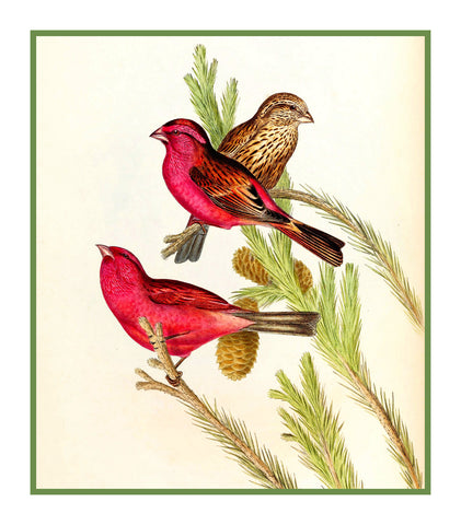 Blythes Rose Finch by Naturalist John Gould of Bird Counted Cross Stitch Pattern