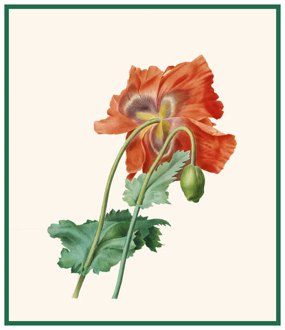 Red Poppy Flower Inspired by Pierre-Joseph Redoute Counted Cross Stitch Pattern DIGITAL DOWNLOAD