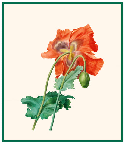 Red Poppy Flower Inspired by Pierre-Joseph Redoute Counted Cross Stitch Pattern