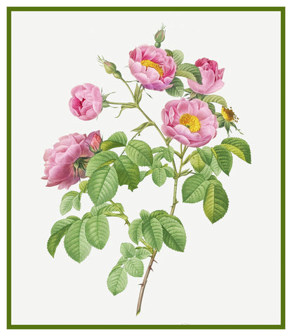 Tomentose Rose Flowers Inspired by Pierre-Joseph Redoute Counted Cross Stitch Pattern DIGITAL DOWNLOAD