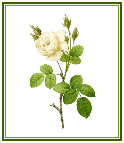 White Moss Rose Flower Inspired by Pierre-Joseph Redoute Counted Cross Stitch Pattern