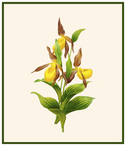 Lady Slipper Orchid Flowers Inspired by Pierre-Joseph Redoute Counted Cross Stitch Pattern DIGITAL DOWNLOAD
