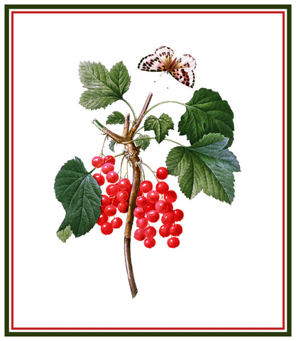 Red Currant Berries Inspired by Pierre-Joseph Redoute Counted Cross Stitch Pattern
