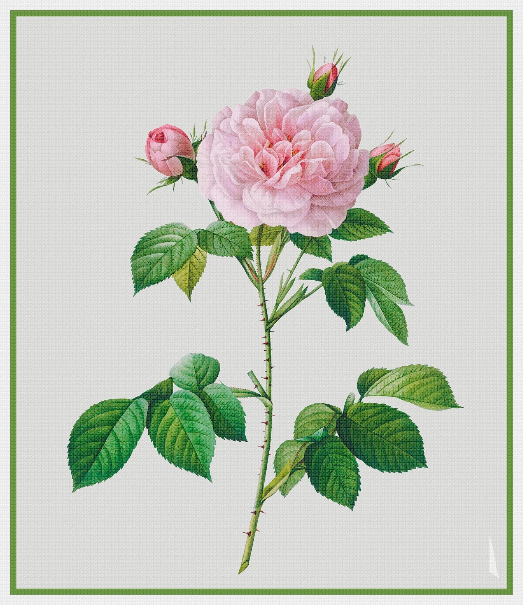 Botanical Redoute's Rosa Alba Regalis Rose Flower Counted Cross Stitch ...