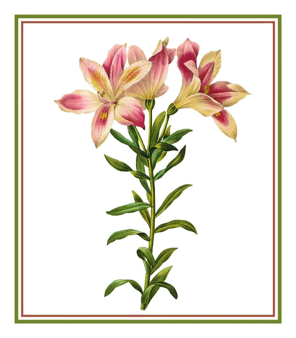 joseph lily flower Pierre-Joseph Redoute's Flower Illustration of Peruvian Lily Counted C