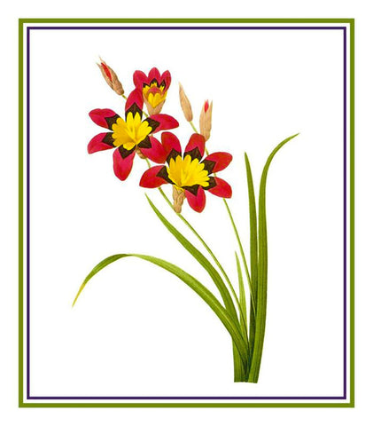 Corn Lily Flower Inspired by  Pierre-Joseph Redoute Counted Cross Stitch Pattern DIGITAL DOWNLOAD
