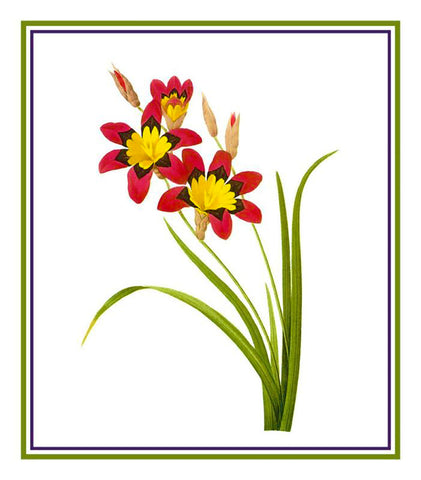 Corn Lily Flower Inspired by  Pierre-Joseph Redoute Counted Cross Stitch Pattern