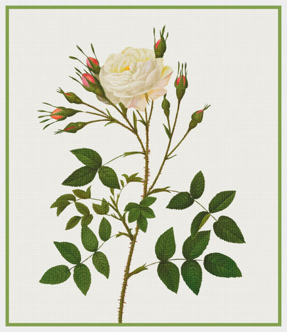 Botanical Redoute's Rosa Alba Rosenbergiana Flower Counted Cross Stitch Pattern