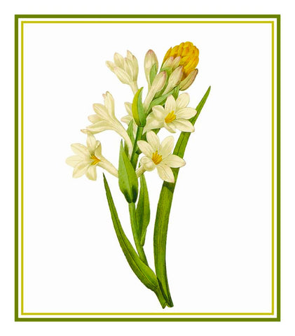 Tuberose Flower Illustration inspired by Pierre-Joseph Redoute Counted Cross Stitch Pattern