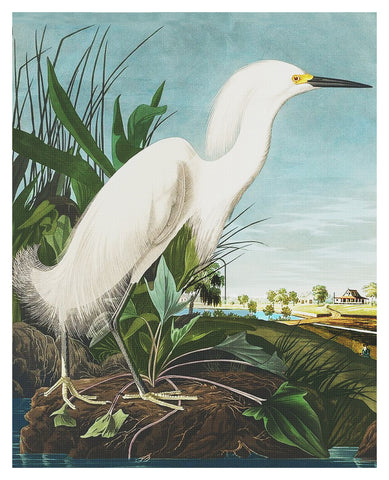 Snowy Heron Bird Illustration by John James Audubon Counted Cross Stitch Pattern