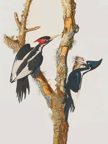 Pair of Ivory Billed Woodpecker Birds Illustration by John James Audubon Counted Cross Stitch Pattern