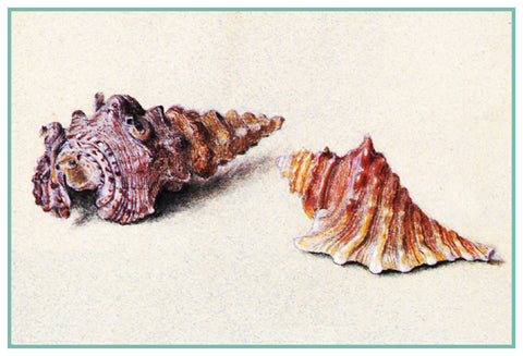 Study of 2 Shells by John Ruskin Counted Cross Stitch Pattern