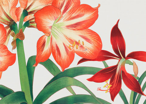 Tanigami Konan Asian Amaryllis Flowers Counted Cross Stitch Pattern