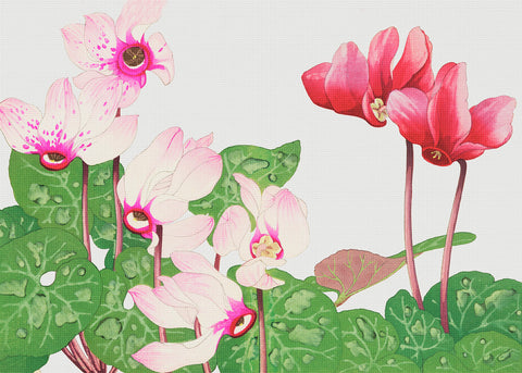 Tanigami Konan Asian Cyclamen Flowers Counted Cross Stitch Pattern