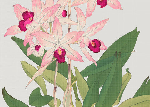 Tanigami Konan Asian Laelia Orchid Flowers Counted Cross Stitch Pattern
