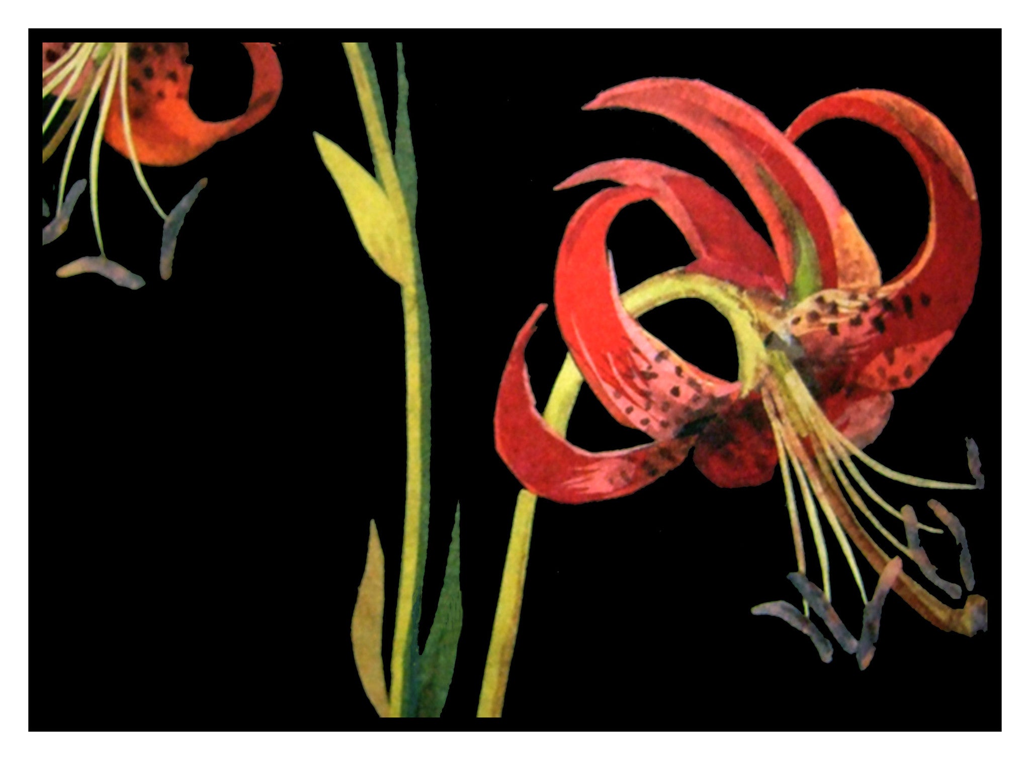 tiger lily patterns Tiger Lilly Flowers detail by Mary Delany Counted Cross Stitch Pattern