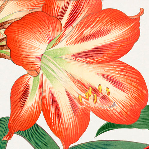 Tanigami Konan Asian Amaryllis Flowers DETAIL Counted Cross Stitch Pattern