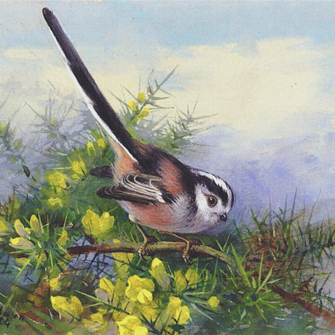 Archibald Thorburn Long Tailed Tit on Gorss Bush Counted Cross Stitch Pattern Digital Download