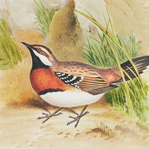 Chestnut Breasted Thrush by Naturalist John Gould of Birds Counted Cross Stitch Pattern