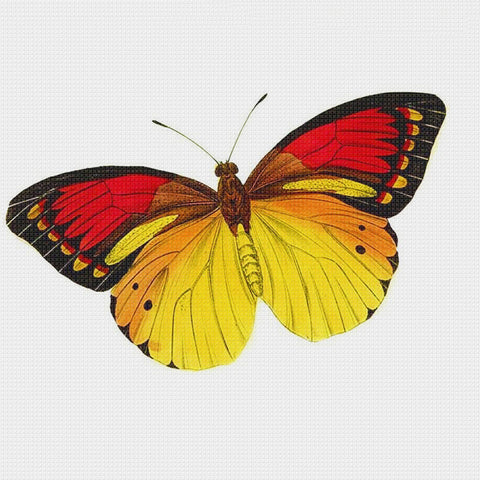 Gold, Red and Black Butterfly in Flight Counted Cross Stitch Pattern DIGITAL DOWNLOAD