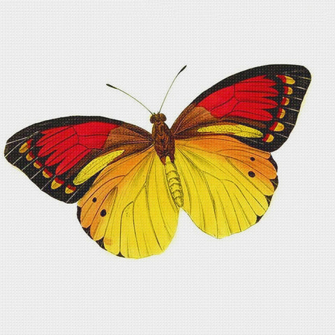 Gold, Red and Black Butterfly in Flight Counted Cross Stitch Pattern
