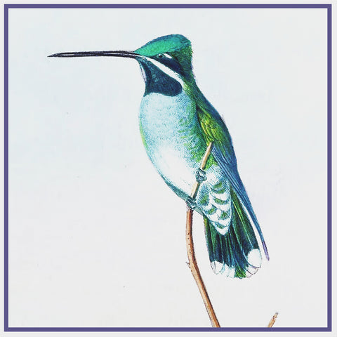 Long Billed Hummingbird Detail 1 by Naturalist John Gould Bird Counted Cross Stitch Pattern