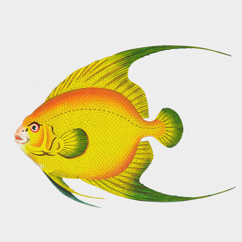 Golden Chaetodon Tropical Fish from The Naturalist's Miscellany Counted Cross Stitch Pattern  DIGITAL DOWNLOAD