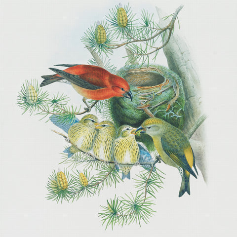 Red Crossbills on Nest by Naturalist John Gould of Birds Counted Cross Stitch Pattern