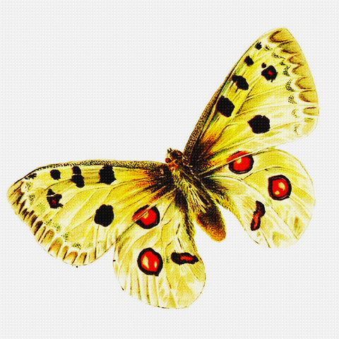 Ivory, Yellow, Orange and Black Butterfly in Flight Counted Cross Stitch Pattern