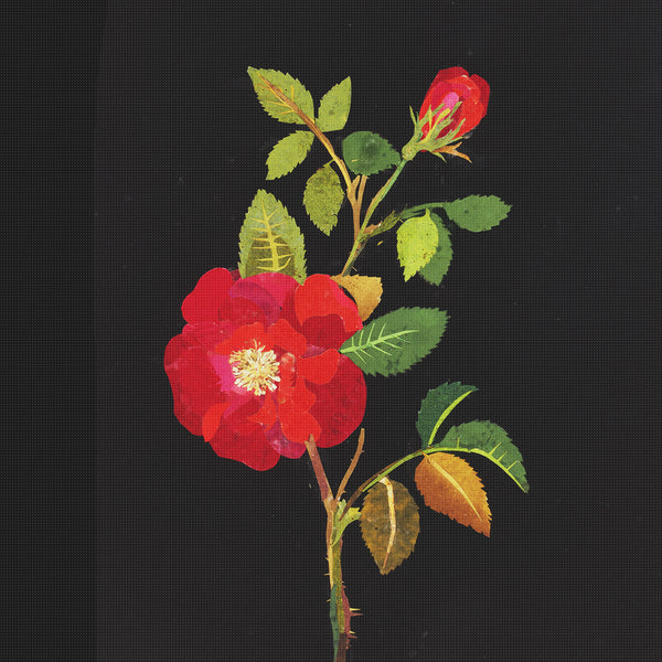 Mary Delany Flower Rosa Gallica Square Counted Cross Stitch