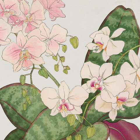 Tanigami Konan Asian Phalaenopsis Orchid Flowers DETAIL Counted Cross Stitch Pattern