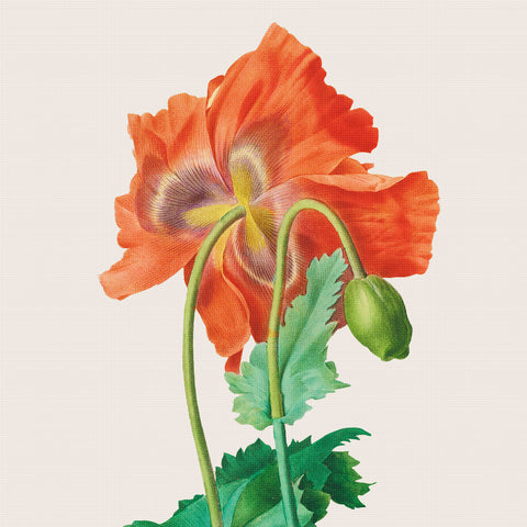 Orenco Originals Redoute Orange Poppy Flower -Square Counted Cross Stitch Pattern