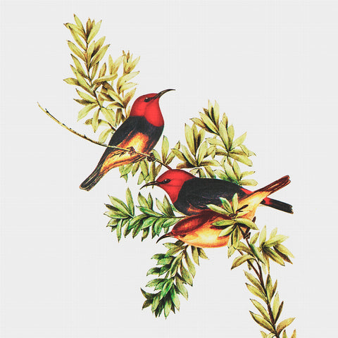 Red Headed Honey Eater Bird by Naturalist John Gould of Birds Counted Cross Stitch Pattern