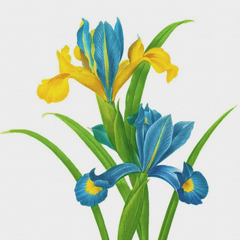 Orenco Originals Redoute Blue Yellow Iris Flower -Square Counted Cross Stitch Pattern