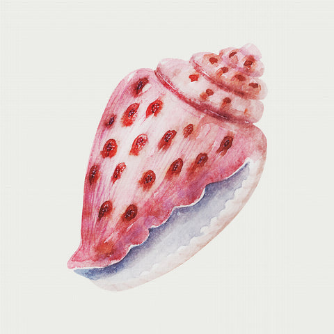 Orenco Originals Beach Sealife Nautical Conus Shell Counted Cross Stitch Pattern