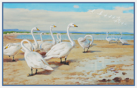 Archibald Thorburn Whooper Swans Birds Counted Cross Stitch Pattern