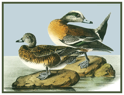 Pair of Wigeon Ducks Bird Illustration by John James Audubon Counted Cross Stitch Pattern
