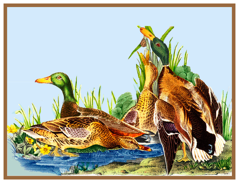 Mallard Ducks Bird Illustration by John James Audubon Counted