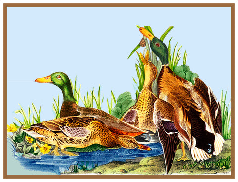 Mallard Ducks Bird Illustration by John James Audubon Counted Cross Stitch Pattern