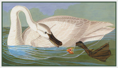 Trumpeter Swan Bird Illustration by John James Audubon Counted Cross Stitch Pattern