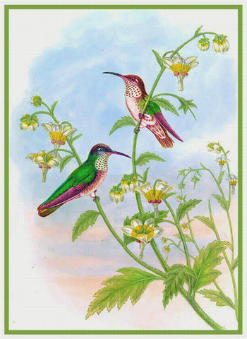 White Breast Hummingbird by Naturalist John Gould Birds Counted Cross Stitch Pattern DIGITAL DOWNLOAD