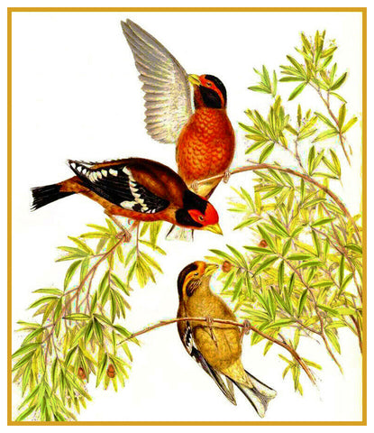 Red Spectacled Finches by Naturalist John Gould of Bird Counted Cross Stitch Pattern