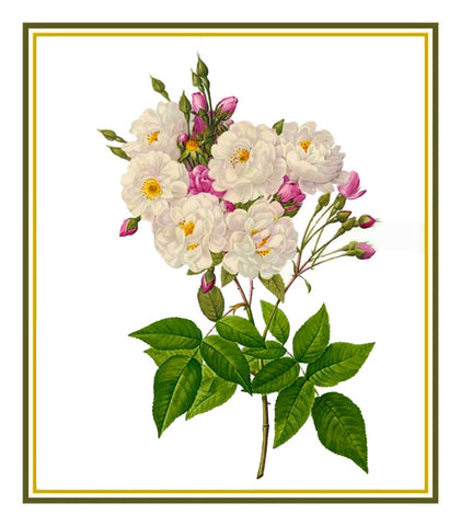 Noisette Rose Flowers Inspired by Pierre-Joseph Redoute Counted Cross Stitch Pattern DIGITAL DOWNLOAD