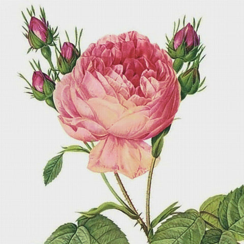 Orenco Originals Redoute Cabbage Rose Flower Counted Cross Stitch Pattern